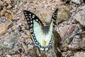 Great Nawab Polyura eudamippus nigrobasalis