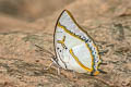 Great Nawab Polyura eudamippus nigrobasalis