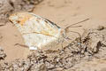 Great Orange Tip Hebomoia glaucippe glaucippe