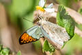 Great Orange Tip Hebomoia glaucippe glaucippe