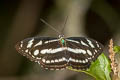 Great Siam Sergeant Tacola larymna siamensis