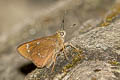 Great Swift Pelopidas assamensis