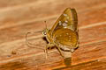 Great Swift Pelopidas assamensis