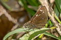 Great Swift Pelopidas assamensis