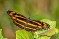 Great Yellow Sailor Neptis radha radha