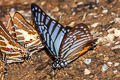 Great Zebra Graphium xenocles kephisos