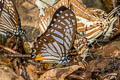 Great Zebra Graphium xenocles kephisos