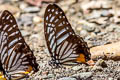 Great Zebra Graphium xenocles kephisos