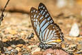 Great Zebra Graphium xenocles kephisos