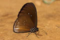 Greater Striped Black Crow Euploea doubledayi doubledayi