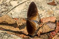 Greater Striped Black Crow Euploea doubledayi doubledayi