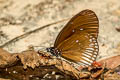 Greater Striped Black Crow Euploea doubledayi doubledayi