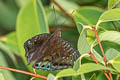 Green Baron Euthalia adonia beata (White-banded Red Baron)