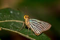 Green-striped Palmer Pirdana hyela rudolphii