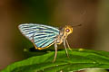 Green-striped Palmer Pirdana hyela rudolphii