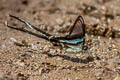 Green Dragontail Lamproptera meges virescens