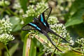 Green Dragontail Lamproptera meges virescens