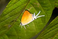 Green Imperial Manto hypoleuca terana