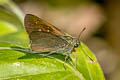 Greenish-haired Swift Caltoris tenuis 