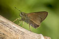 Greenish-haired Swift Caltoris tenuis 