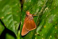 Grey-branded Redeye Matapa druma (Dark-brand Redeye)