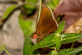 Grey-branded Redeye Matapa druma (Dark-brand Redeye)