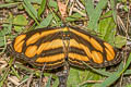 Grey-lined Lascar Pantoporia dindinga