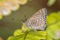 Grey Scrub Hopper Aeromachus jhora creta