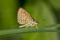 Grey Scrub Hopper Aeromachus jhora creta