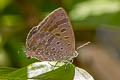 Grey-washed Oakblue Arhopala aurelia 