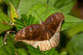 Grey Count Cynitia lepidea cognata