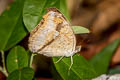 Grey Pansy Junonia atlites atlites