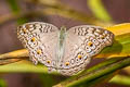 Grey Pansy Junonia atlites atlites