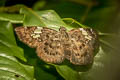 Grey Pied Flat Coladenia laxmi sobrina