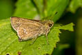 Grey Swift Parnara bada (African Straight Swift, Oriental Straight Swift)