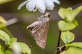 Grey Swift Parnara bada (African Straight Swift, Oriental Straight Swift)