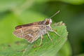 Grey Swift Parnara bada (African Straight Swift, Oriental Straight Swift)