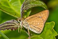 Grey Swift Parnara bada (African Straight Swift, Oriental Straight Swift)