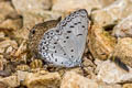 Hampson's Hedge Blue Acytolepis lilacea indochinensis