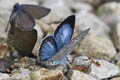 Hampson's Hedge Blue Acytolepis lilacea indochinensis