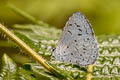 Hampson's Hedge Blue Acytolepis lilacea indochinensis