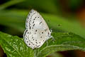 Hampson's Hedge Blue Acytolepis lilacea indochinensis