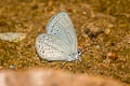 Hedge Cupid Bothrinia chennelli celastroides