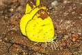 Hill Grass Yellow Eurema simulatrix tecmessa (Scarce Grass Yellow)