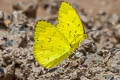 Hill Grass Yellow Eurema simulatrix sarinoides (Scarce Grass Yellow)