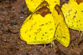 Hill Grass Yellow Eurema simulatrix ssp. (Scarce Grass Yellow)