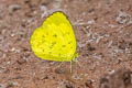 Hill Grass Yellow Eurema simulatrix sarinoides (Scarce Grass Yellow)