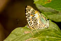 Himalayan Jester Symbrenthia hypselis sinis