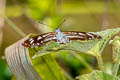 Himalayan Sergeant Athyma opalina shan (Hill Sergeant)