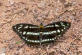 Himalayan Sergeant Athyma opalina shan (Hill Sergeant)